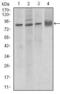 Cadherin 5 antibody, GTX60676, GeneTex, Western Blot image 