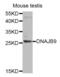 DnaJ Heat Shock Protein Family (Hsp40) Member B9 antibody, abx005227, Abbexa, Western Blot image 