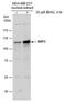 Nuclear Factor, Erythroid 2 Like 2 antibody, PA5-27882, Invitrogen Antibodies, Western Blot image 