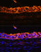 Keratin 7 antibody, 14-222, ProSci, Immunofluorescence image 