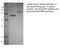 NSF Attachment Protein Alpha antibody, CAB4255, Invitrogen Antibodies, Western Blot image 