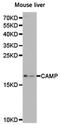 Cathelicidin antibody, PA5-76029, Invitrogen Antibodies, Western Blot image 