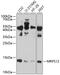 Mitochondrial Ribosomal Protein S12 antibody, 13-731, ProSci, Western Blot image 