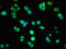 HAUS augmin-like complex subunit 8 antibody, LS-C675853, Lifespan Biosciences, Immunofluorescence image 