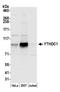 YTH Domain Containing 1 antibody, A305-096A, Bethyl Labs, Western Blot image 