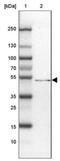 SMG9 Nonsense Mediated MRNA Decay Factor antibody, NBP2-13355, Novus Biologicals, Western Blot image 