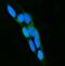 Lactoperoxidase antibody, A01483-2, Boster Biological Technology, Immunofluorescence image 