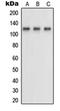 Neuropilin 1 antibody, orb214834, Biorbyt, Western Blot image 