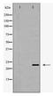 Claudin 5 antibody, TA347919, Origene, Western Blot image 