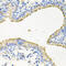 Striatin 3 antibody, abx005180, Abbexa, Western Blot image 