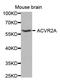 Activin receptor type IIA antibody, orb167135, Biorbyt, Western Blot image 