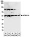 ATPase H+ Transporting V1 Subunit H antibody, NBP2-32203, Novus Biologicals, Western Blot image 