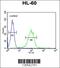 Carbohydrate sulfotransferase 2 antibody, 55-356, ProSci, Flow Cytometry image 