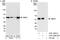 BRISC complex subunit Abro1 antibody, A301-255A, Bethyl Labs, Immunoprecipitation image 
