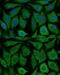 Sarcosine dehydrogenase, mitochondrial antibody, GTX66575, GeneTex, Immunofluorescence image 