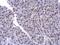 Poly(U)-binding-splicing factor PUF60 antibody, MA5-27822, Invitrogen Antibodies, Immunohistochemistry paraffin image 