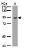LDL Receptor Related Protein 12 antibody, LS-C186001, Lifespan Biosciences, Western Blot image 