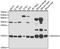 NADH:Ubiquinone Oxidoreductase Subunit A13 antibody, A5412, ABclonal Technology, Western Blot image 