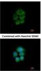 Protocadherin Gamma Subfamily A, 6 antibody, NBP2-15064, Novus Biologicals, Immunocytochemistry image 