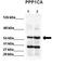 Nucleotide Binding Oligomerization Domain Containing 1 antibody, orb77656, Biorbyt, Western Blot image 