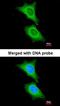 Proteasome 20S alpha 2 antibody, orb73732, Biorbyt, Immunofluorescence image 