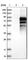 Leucine Zipper Tumor Suppressor 1 antibody, HPA006294, Atlas Antibodies, Western Blot image 