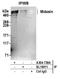 Midasin AAA ATPase 1 antibody, A304-739A, Bethyl Labs, Immunoprecipitation image 