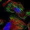 Zinc Finger Protein 846 antibody, NBP2-37874, Novus Biologicals, Immunofluorescence image 