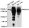 Neurexin-3-alpha antibody, abx126278, Abbexa, Western Blot image 