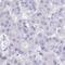 Rh Family B Glycoprotein (Gene/Pseudogene) antibody, HPA048489, Atlas Antibodies, Immunohistochemistry frozen image 