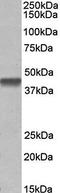Pentatricopeptide Repeat Domain 2 antibody, orb79349, Biorbyt, Western Blot image 