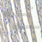 Prostaglandin F synthase antibody, A1781, ABclonal Technology, Immunohistochemistry paraffin image 