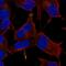 RWD Domain Containing 2A antibody, HPA030106, Atlas Antibodies, Immunofluorescence image 