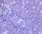 RUNX Family Transcription Factor 2 antibody, A00442-2, Boster Biological Technology, Immunohistochemistry frozen image 
