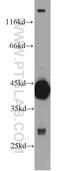 RIMS Binding Protein 2 antibody, 15716-1-AP, Proteintech Group, Western Blot image 