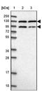 Peptidylglycine Alpha-Amidating Monooxygenase antibody, NBP2-34075, Novus Biologicals, Western Blot image 