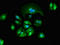 Granzyme M antibody, LS-C678167, Lifespan Biosciences, Immunofluorescence image 