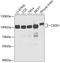 Cold Shock Domain Containing E1 antibody, A05114, Boster Biological Technology, Western Blot image 