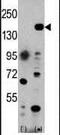 Euchromatic Histone Lysine Methyltransferase 1 antibody, PA5-11134, Invitrogen Antibodies, Western Blot image 