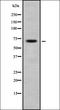 Sentrin-specific protease 2 antibody, orb337226, Biorbyt, Western Blot image 