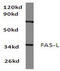 Fas Ligand antibody, AP06117PU-N, Origene, Western Blot image 