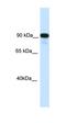 Class II Major Histocompatibility Complex Transactivator antibody, orb324665, Biorbyt, Western Blot image 