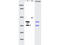 Migration And Invasion Inhibitory Protein antibody, GTX51659, GeneTex, Western Blot image 