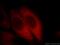 Exosome Component 2 antibody, 66099-1-Ig, Proteintech Group, Immunofluorescence image 