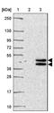 JunD Proto-Oncogene, AP-1 Transcription Factor Subunit antibody, NBP2-38983, Novus Biologicals, Western Blot image 
