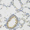 Paraoxonase 2 antibody, A14048, ABclonal Technology, Western Blot image 