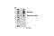 Autophagy Related 14 antibody, 5504S, Cell Signaling Technology, Western Blot image 