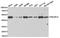 Protein Kinase CAMP-Dependent Type I Regulatory Subunit Alpha antibody, TA326861, Origene, Western Blot image 