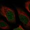 Nudix Hydrolase 13 antibody, HPA040636, Atlas Antibodies, Immunofluorescence image 
