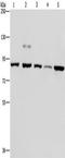 Polyribonucleotide Nucleotidyltransferase 1 antibody, TA351546, Origene, Western Blot image 